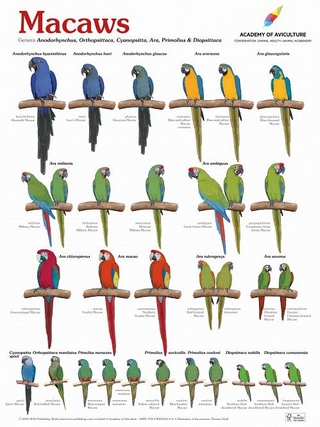 Poster Macaws