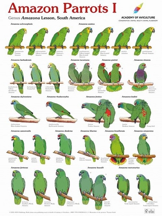 Poster Amazon Parrots I