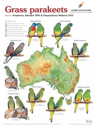Poster Grass Parakeets