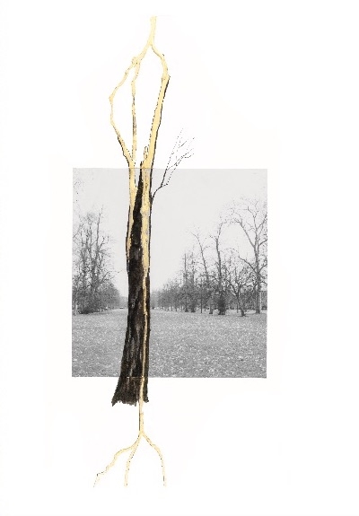 Giuseppe Penone. Thoughts in the Roots - 