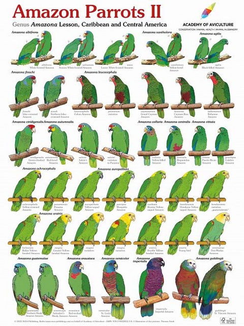 Poster Amazon Parrots II