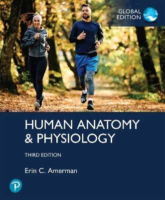Human Anatomy & Physiology, Global Edition - Erin Amerman