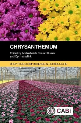 Chrysanthemum - 