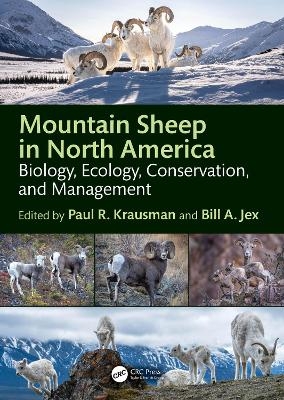 Mountain Sheep in North America - 