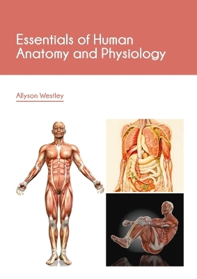 Essentials of Human Anatomy and Physiology - Allyson Westley