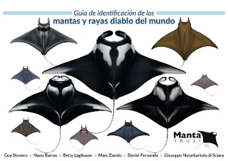 Guia de Identificacion de las Mantas y Rayas Diablo del Mundo
