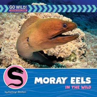 Moray Eels in the Wild