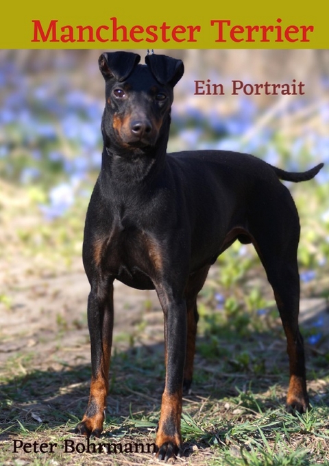 Manchester Terrier - Peter Bohrmann