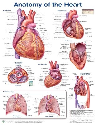 Anatomy of the Heart Anatomical Chart