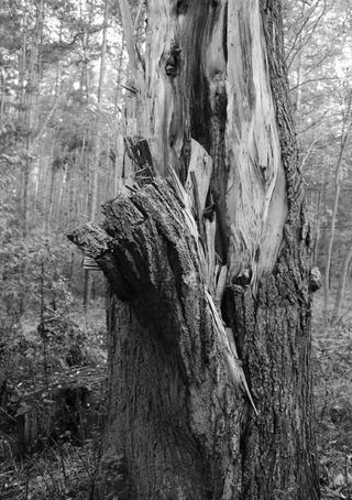 Warum Fotografieren traurig macht.