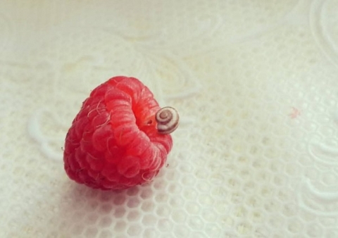 Auf der Farm Kalender 2026 &ndash; Individueller Planer f&uuml;r Ihre Notizen und Ideen - Jakob Welik