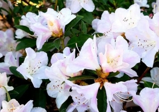 Auf der Farm Kalender 2026 – Individueller Planer für Ihre Notizen und Ideen