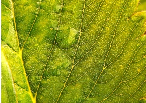 Auf der Farm Kalender 2026 &ndash; Individueller Planer f&uuml;r Ihre Notizen und Ideen - Jakob Welik