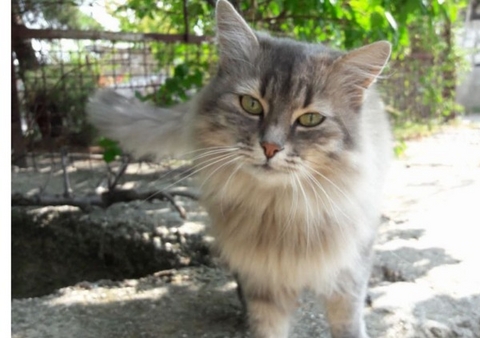 Katzen Kalender 2026 &ndash; Individueller Planer f&uuml;r Ihre Notizen und Ideen - Jakob Welik