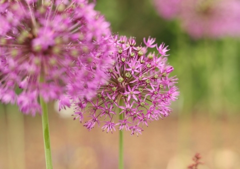 Auf der Farm Kalender 2026 &ndash; Individueller Planer f&uuml;r Ihre Notizen und Ideen - Jakob Welik