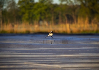 Auf der Farm Kalender 2026 – Individueller Planer für Ihre Notizen und Ideen