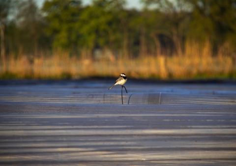 Auf der Farm Kalender 2026 &ndash; Individueller Planer f&uuml;r Ihre Notizen und Ideen - Jakob Welik