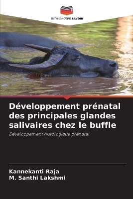 D&eacute;veloppement pr&eacute;natal des principales glandes salivaires chez le buffle - Kannekanti Raja, M Santhi Lakshmi