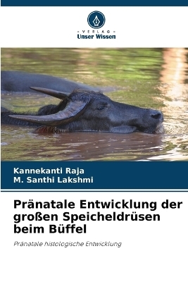 Pränatale Entwicklung der großen Speicheldrüsen beim Büffel