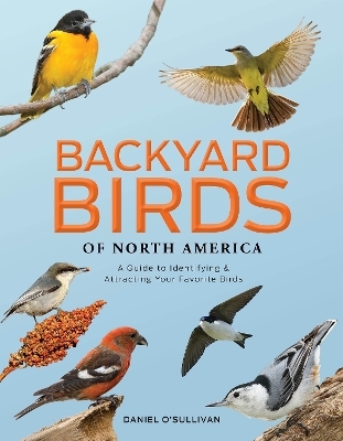 Backyard Birds of North America - Daniel O'Sullivan