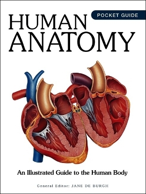 Human Anatomy - 