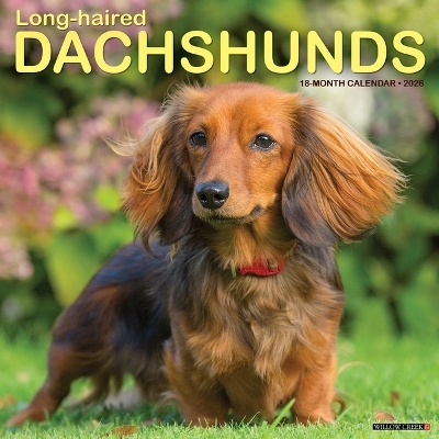 Longhaired Dachshunds 12 X 12 Wall Calendar -  Willow Creek Press