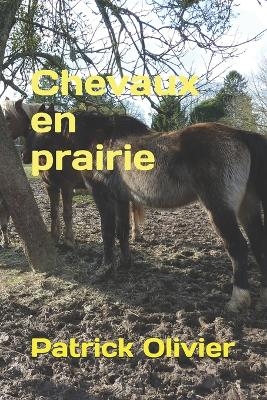 Chevaux en prairie - Patrick Olivier