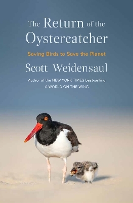 The Return of the Oystercatcher - Scott Weidensaul