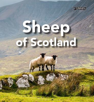 Sheep of Scotland - Sarah O'Connor