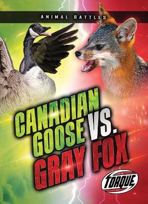 Canada Goose vs. Gray Fox - Nathan Sommer