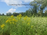 Looking For Dragonflies - S.L. Hollister
