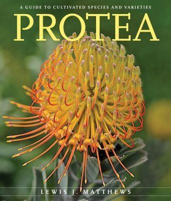 Protea - Lewis J. Matthews
