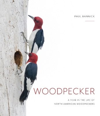 Woodpecker - Paul Bannick