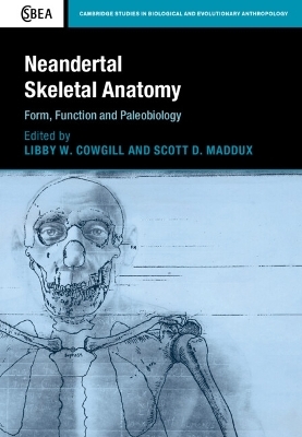Neandertal Skeletal Anatomy - 