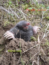 Pang&auml;a - Marco Lutz