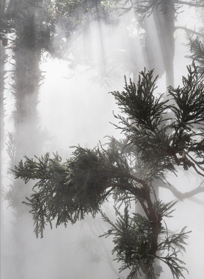 Ben Thorp Brown: Cura's Garden - 