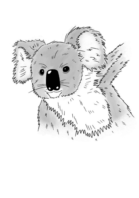 Inky Animals / Notizheft Inky Animals Koala - Diana Pfister