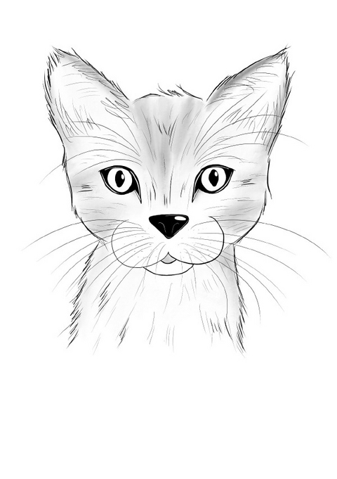 Inky Animals / Notizheft Inky Animals Katze - Diana Pfister