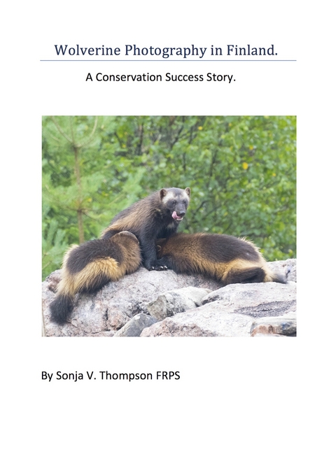 Wolverine Photography in Finland: A Conservation Success Story - Sonja V. Thompson