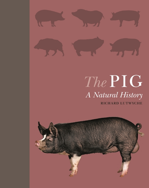 The Pig - Richard Lutwyche