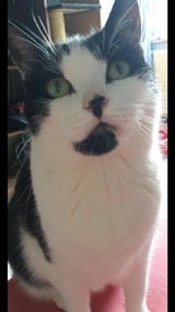 Mein Leben als Sunny - Meine Miauographie - Oiver Morgan