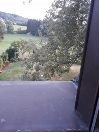 Das Efeu schlägt zurück