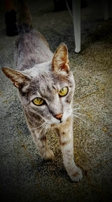 Lumpesi macht sich auf zur Regenbogenbrücke - lucy di luna