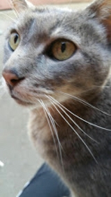 Wenn Nachts die Tr&auml;ume H&uuml;ter sind im Paradies und auf Erden - lucy di luna