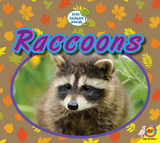 Raccoons - Heather Kissock