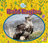 Bald Eagles - Heather Kissock