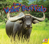 Water Buffalo - Piper Whelan
