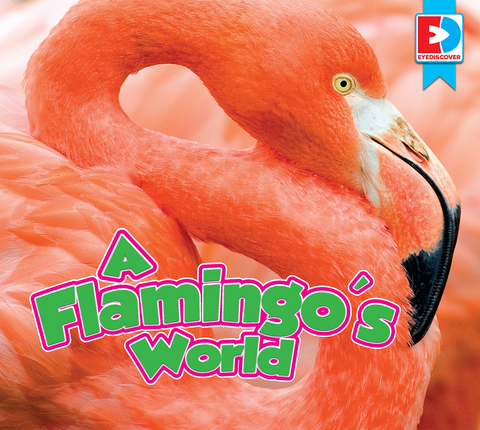 A Flamingo's World - John Willis
