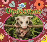 Opossums - Heather Kissock