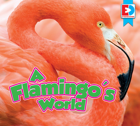 A Flamingo's World - John Willis